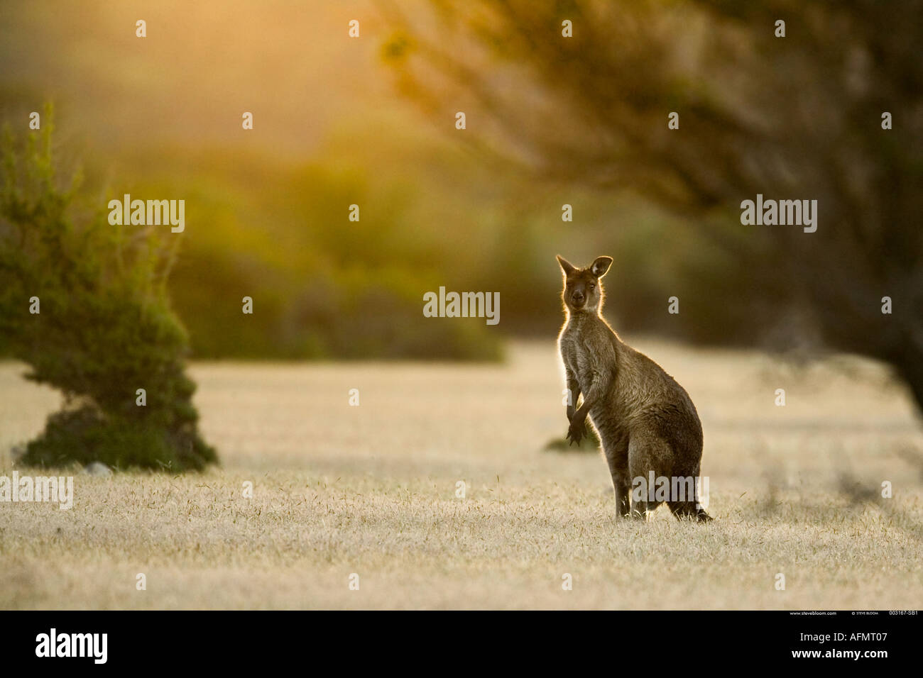 Canguro grigio la visione di Kangaroo Island in Australia Foto Stock