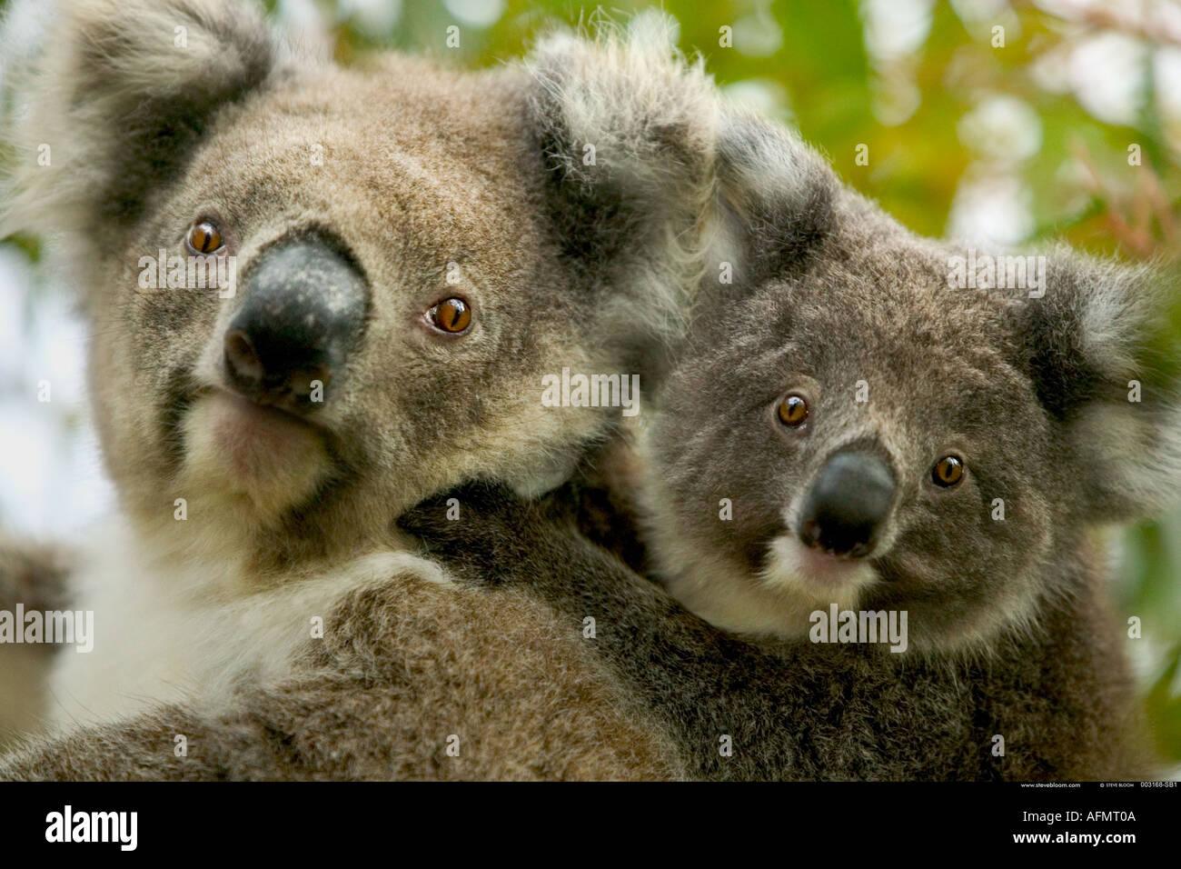 La madre e il bambino Koala Kangaroo Island in Australia Foto Stock