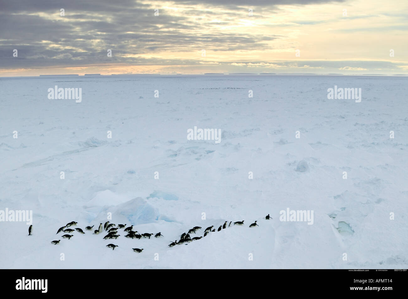 Pinguini imperatore sul loro modo torna alla colonia Isola di Coulman Antartide Foto Stock