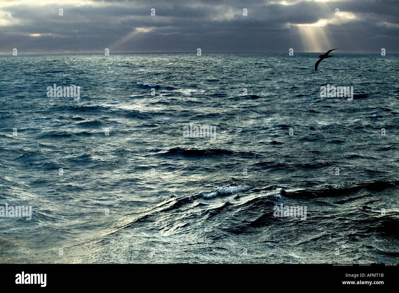 Silhouette di un albatro errante sull'Oceano Meridionale Foto Stock