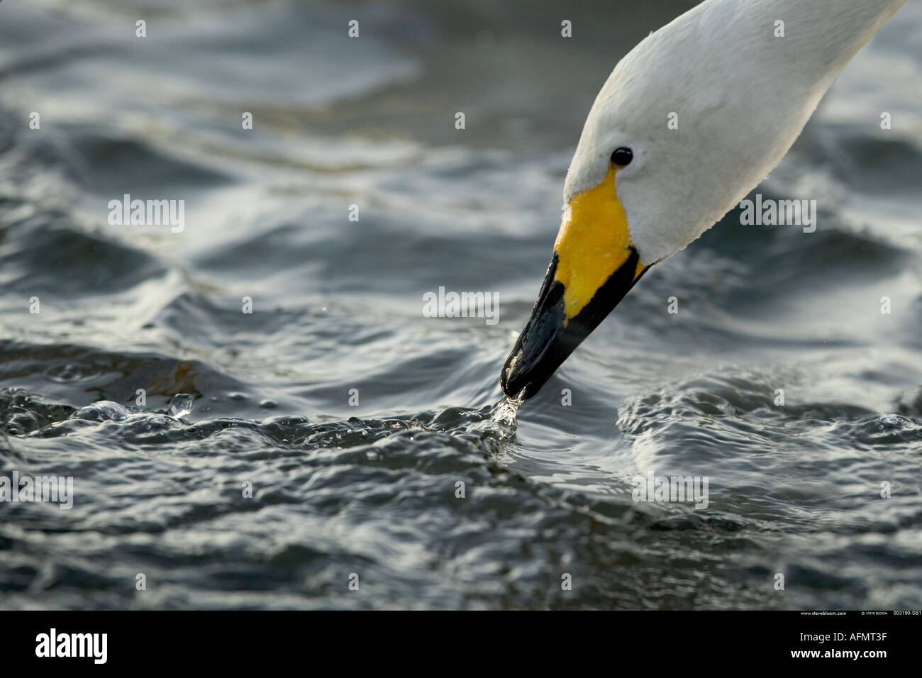 Testa di un Whooper Swan Isola Hokkaido in Giappone Foto Stock