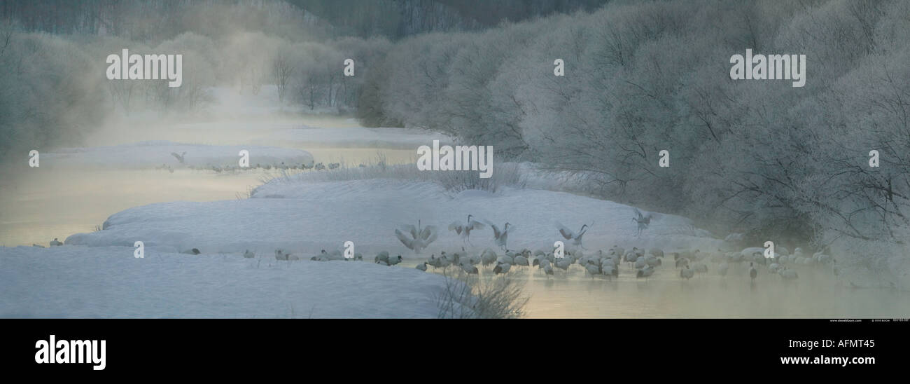 Gru giapponese sull'isola di Hokkaido in Giappone Foto Stock