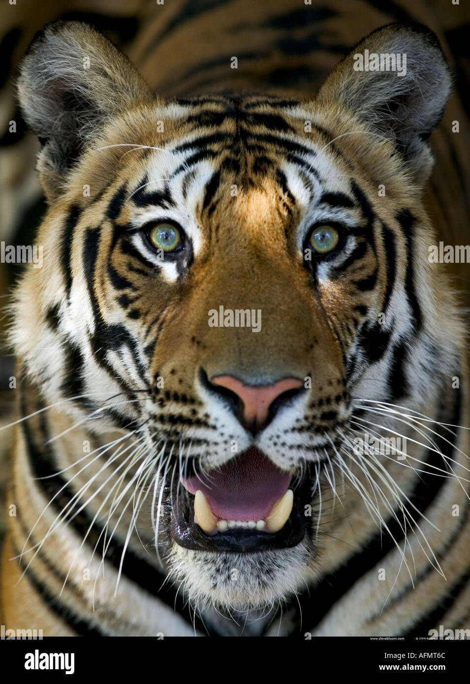 Tigre del Bengala Bandhavgarh India Foto Stock