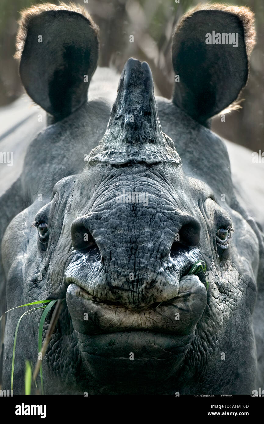 Rinoceronte indiano Kaziranga India Foto Stock