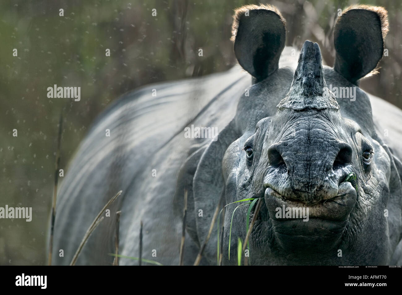 Rinoceronte indiano Kaziranga India Foto Stock