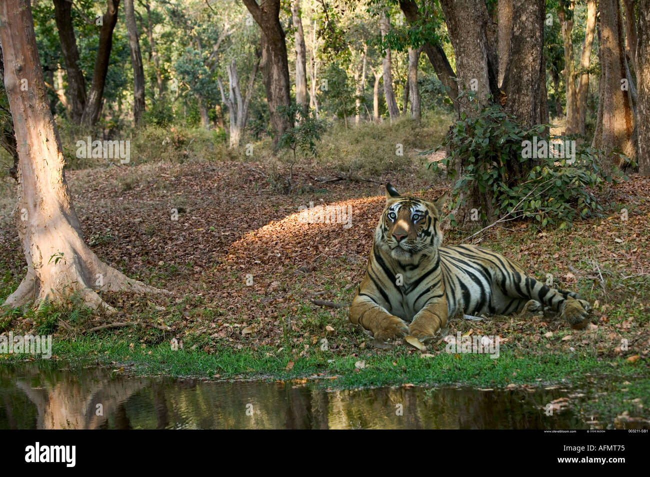 Tigre del Bengala appoggiata dall'acqua s edge Bandhavgarh India Foto Stock