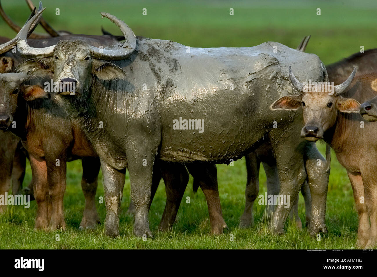 Bufalo asiatico famiglia India Kaziranga Foto Stock