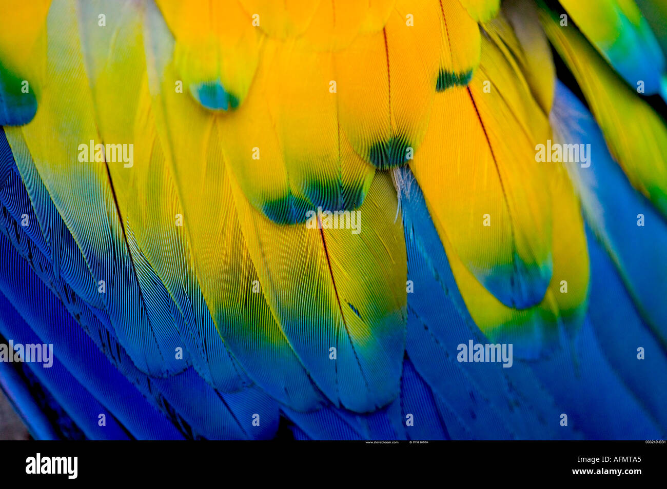 Ala piume su un Scarlet Macaw Honduras Foto Stock