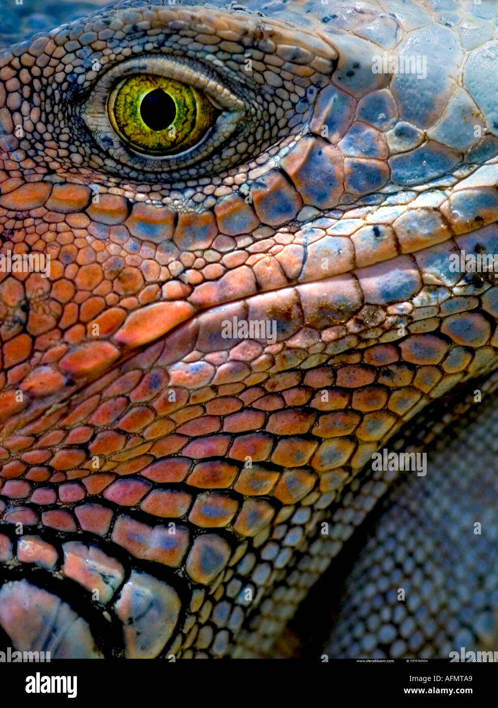 La testa di un verde iguana Honduras Foto Stock