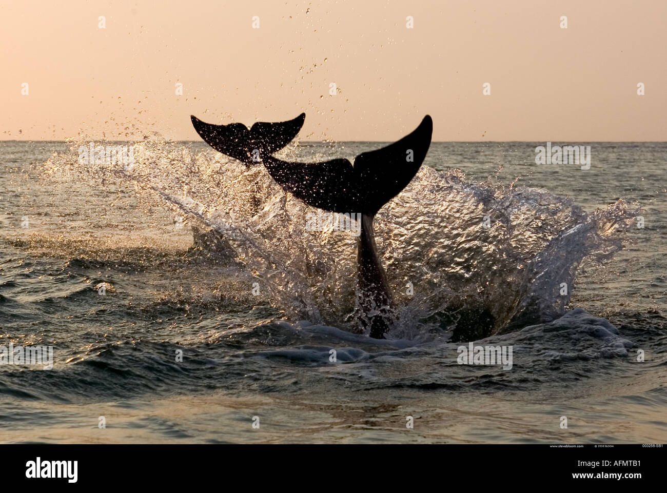 Due Delfini immersioni in unisono Honduras Foto Stock