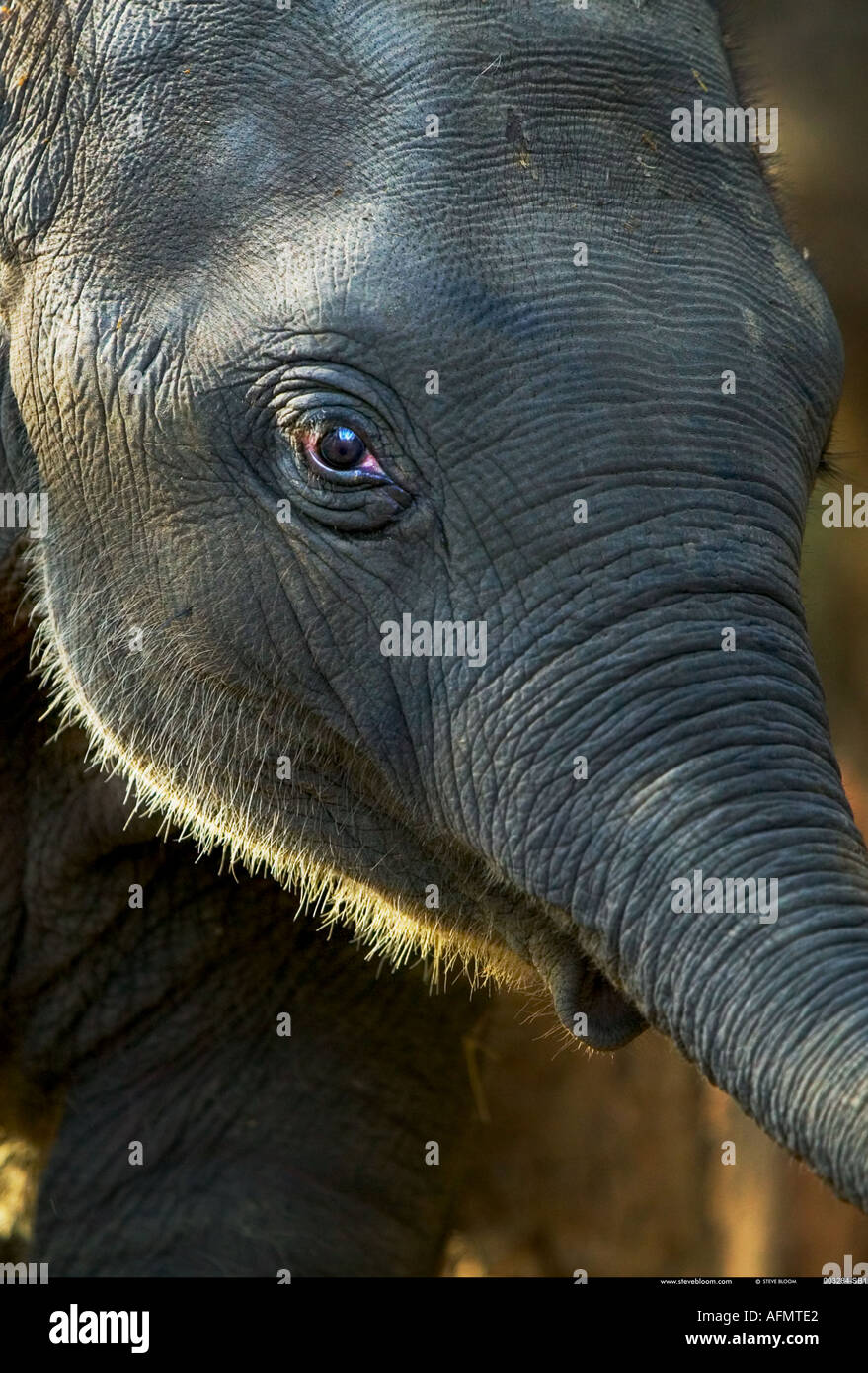 Close up di un elefante s faccia India Kanha Foto Stock