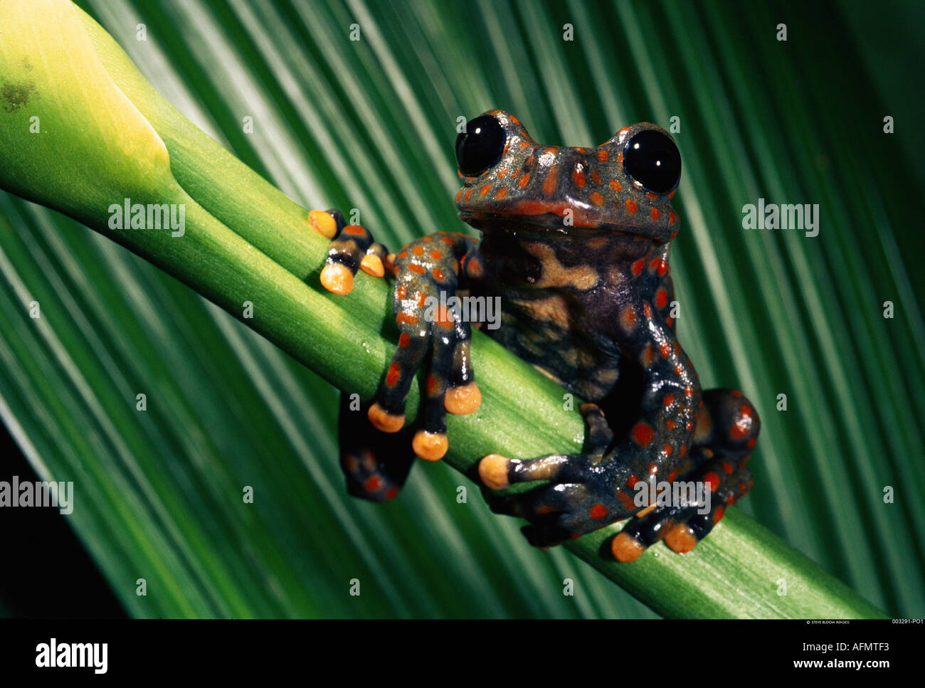 Corbezzolo maschio di rana Cloud Forest 2500 metri Provincia Carchi ha NE Ecuador Foto Stock