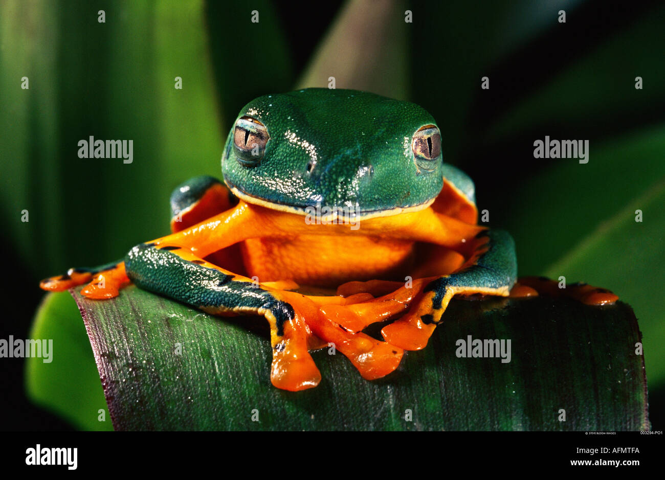 Rana foglia Esmeraldas NW Ecuador Foto Stock