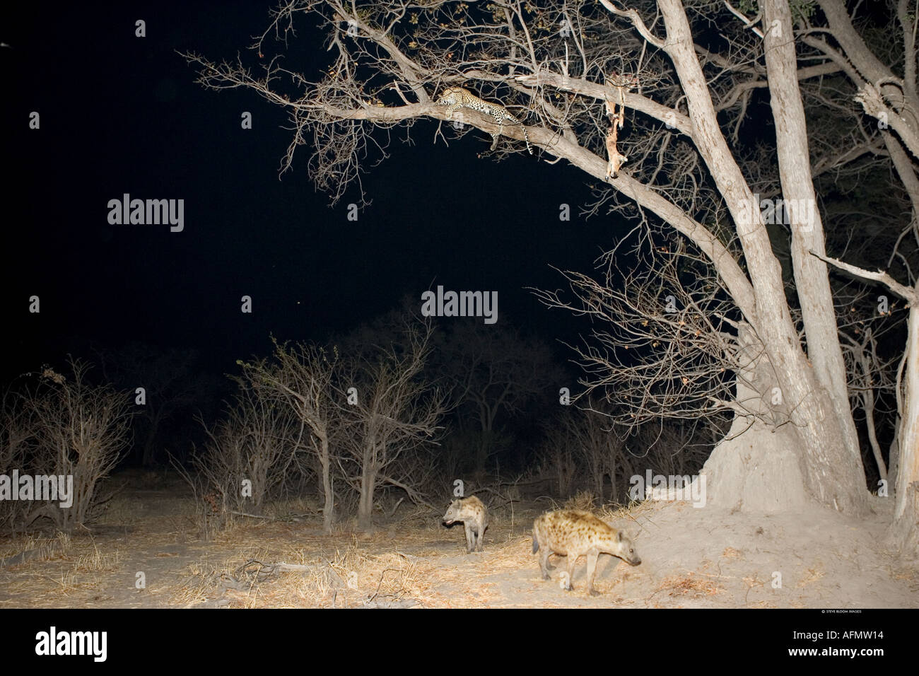 Africa iene maculate guardato da un Leopard con esso s uccidere Khwai Botswana Foto Stock