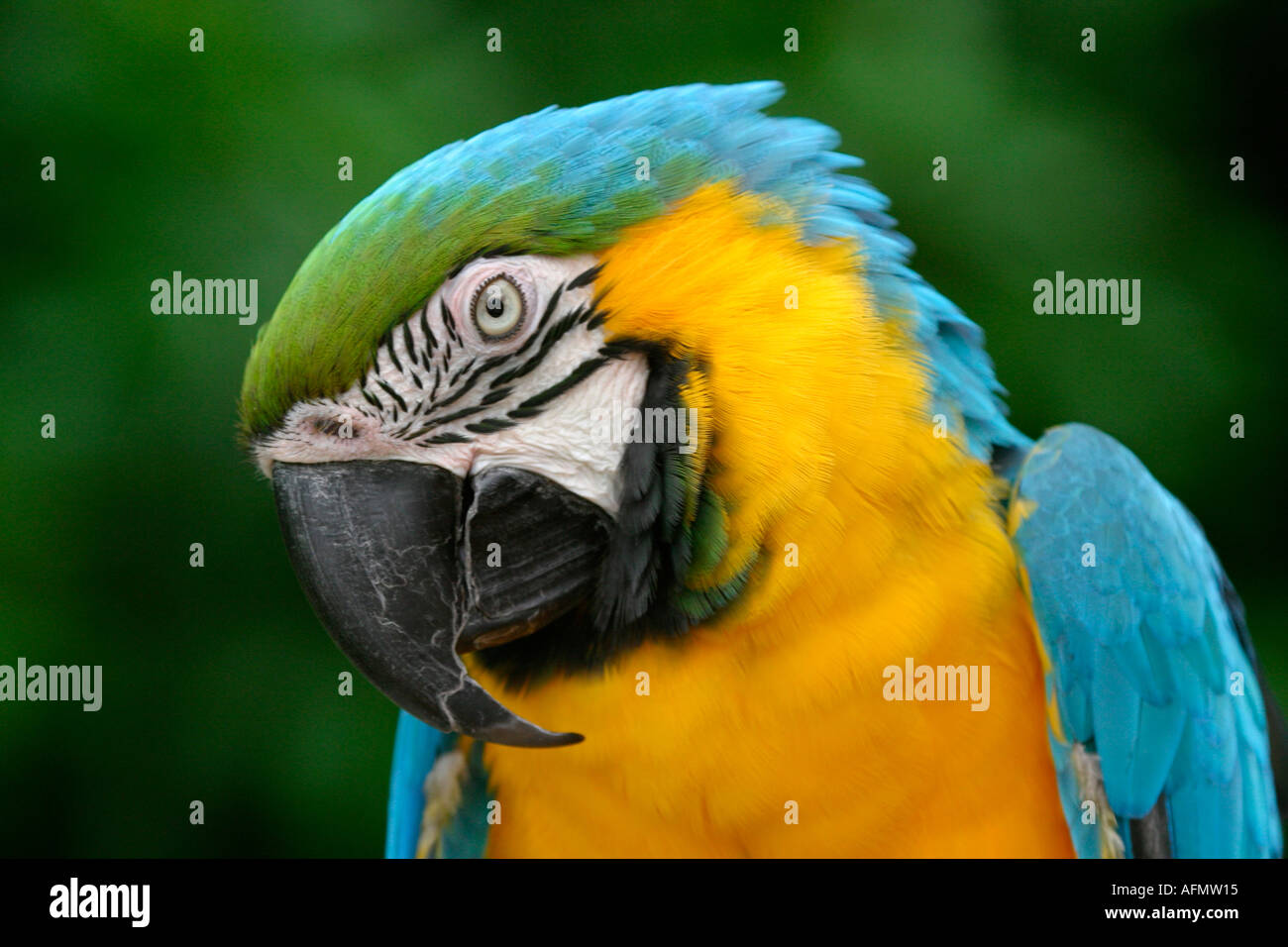 Close up di blu e giallo Macaw testa Foto Stock