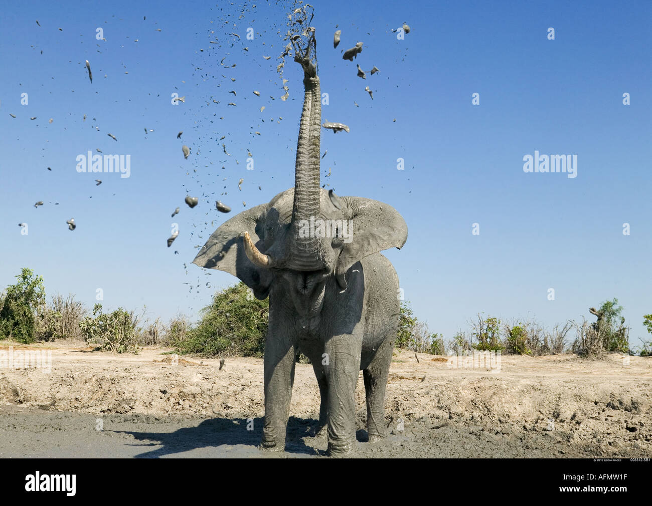 Elefante africano mudbathing Savuti Botswana Foto Stock