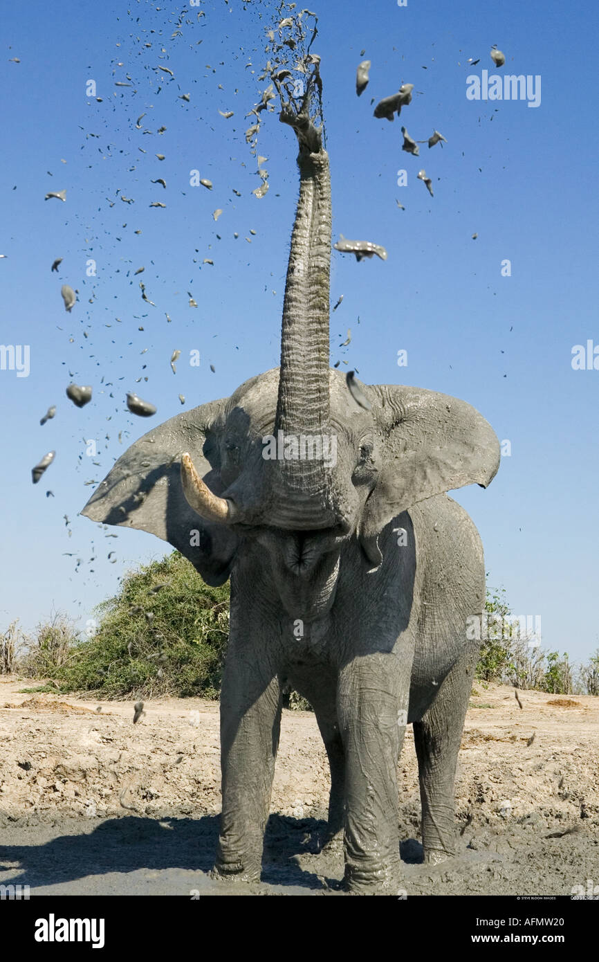 Elefante africano mudbathing Savuti Botswana Foto Stock