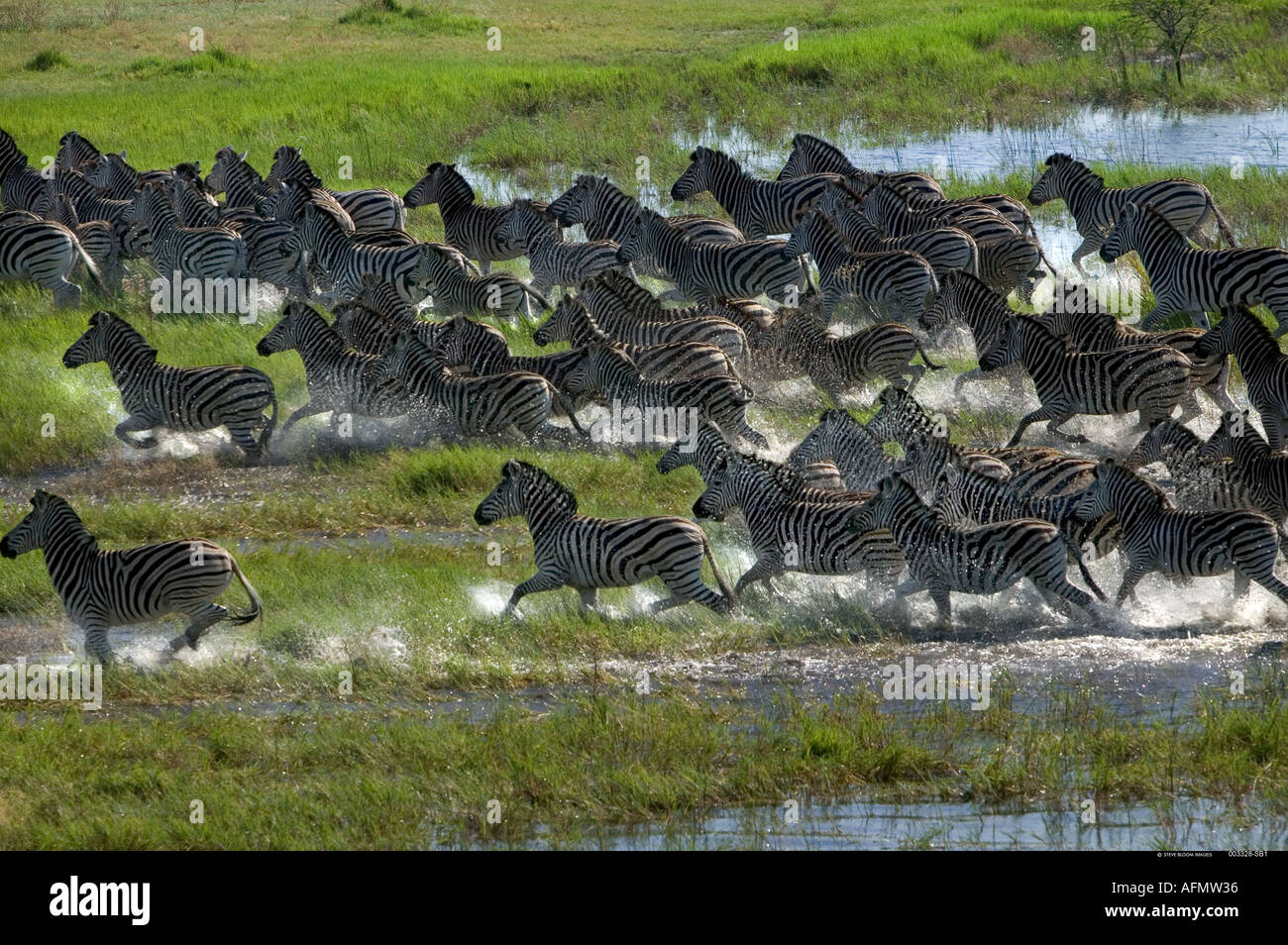 Zebra mandria in esecuzione attraverso la palude fotografato dall'aria Okavango Delta Botswana Foto Stock