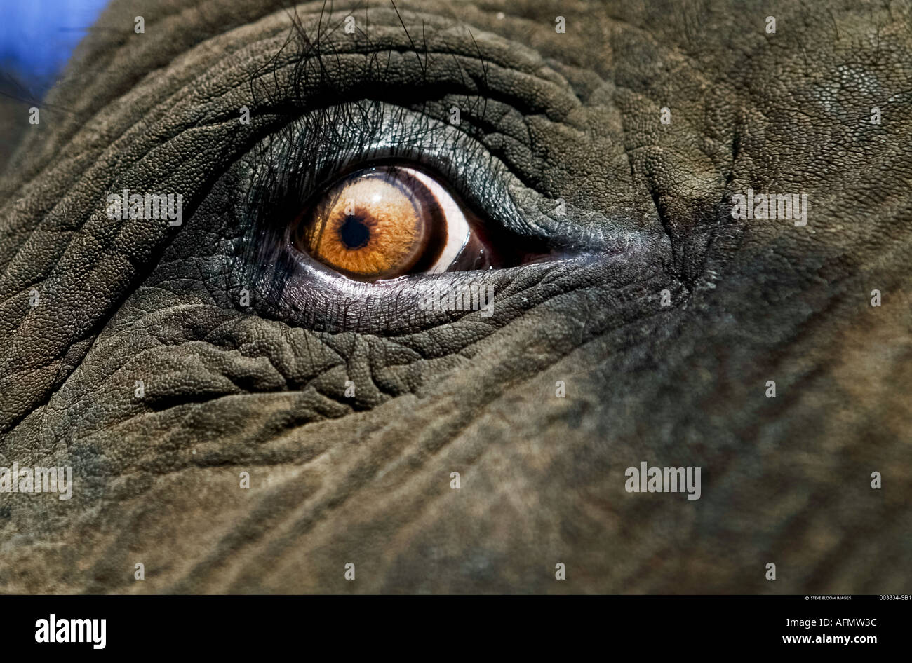 Close up di elefanti africani s eye Botswana Foto Stock
