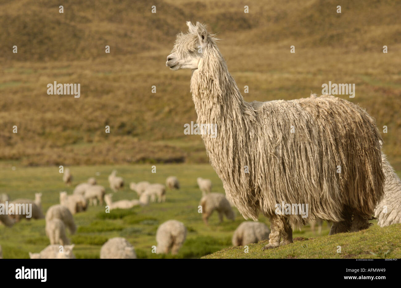 Alpaca Suri un pelo lungo razza di alpaca base del vulcano Cotopaxi Andes  Ecuador America del Sud Foto stock - Alamy