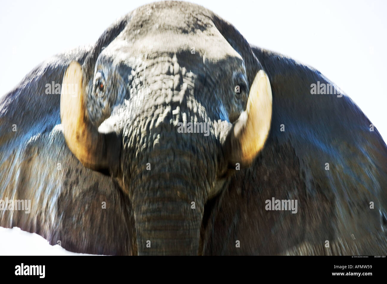 Close up di un elefante africano Savuti Botswana Foto Stock