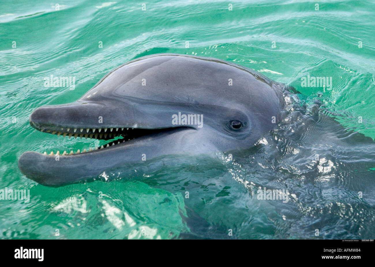 Close up di un delfino maggiore Honduras Foto Stock