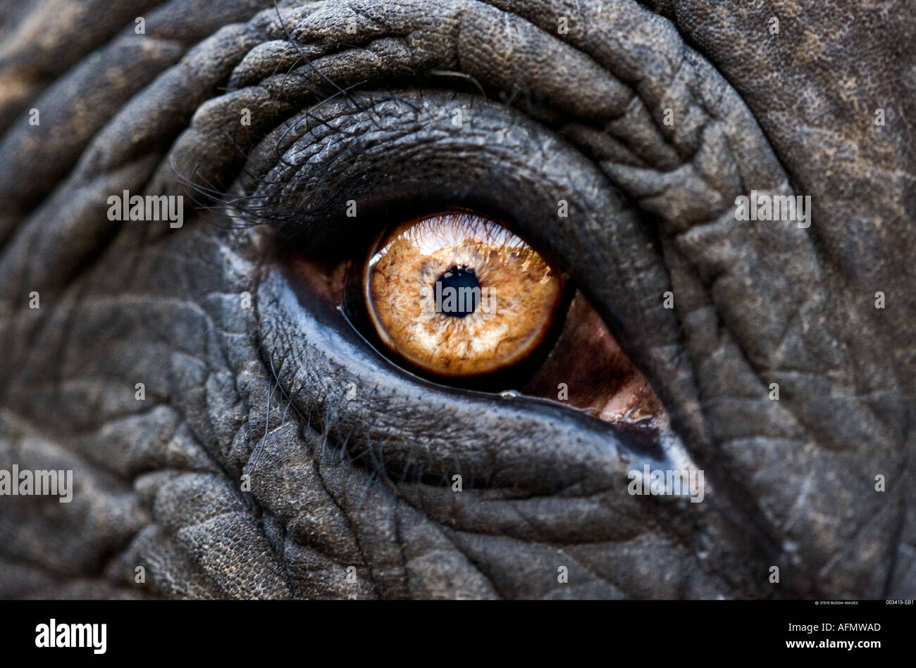 Ravvicinata di un occhio di un elefante indiano Jaipur India Foto Stock