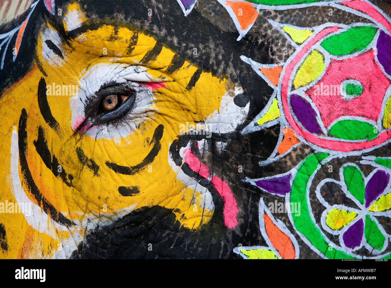 Elefante dipinto con occhio di elefante in rappresentanza di tiger s eye Festival di elefante Jaipur India Foto Stock