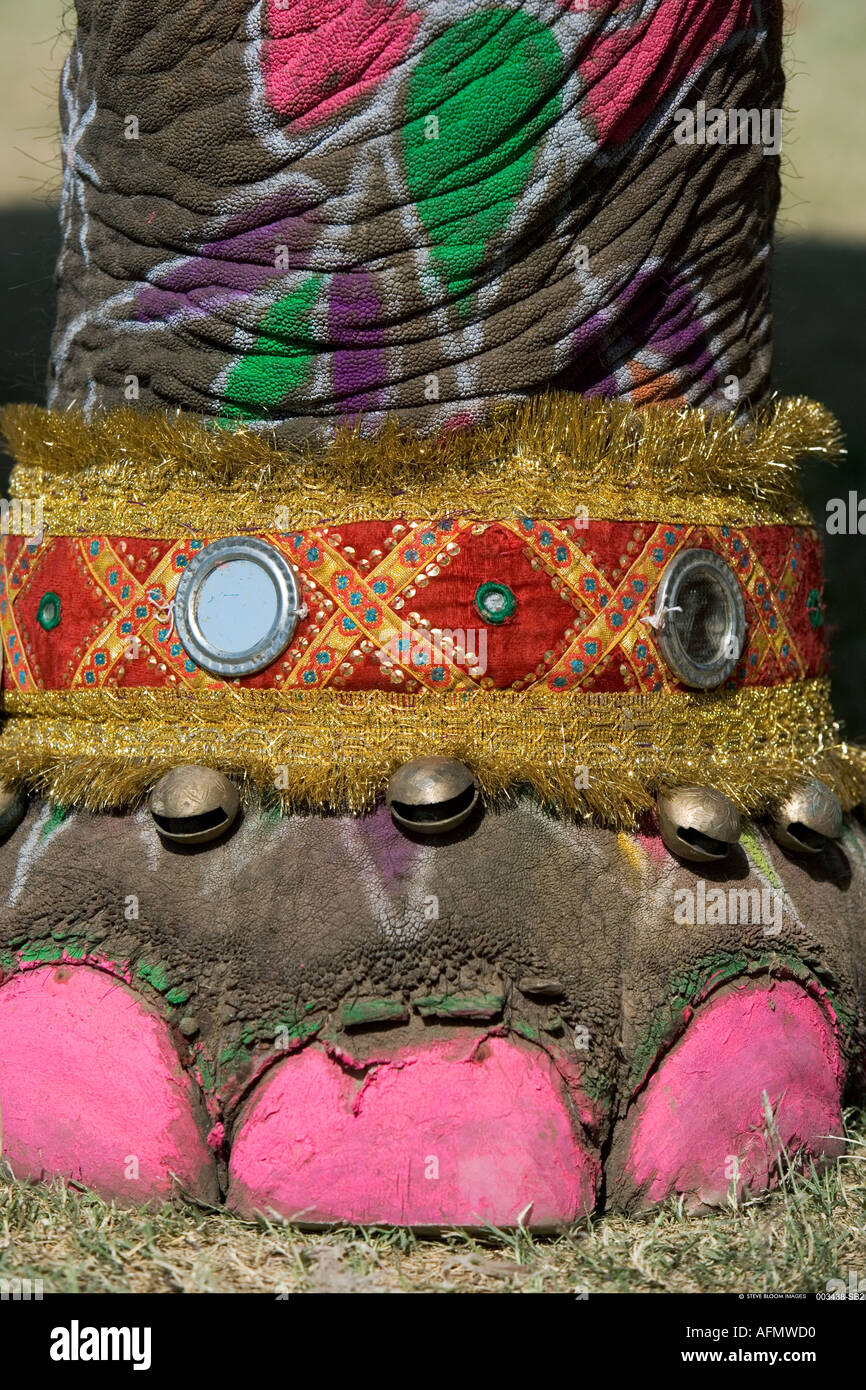 Elephant con toenails dipinto e decorato in preparazione per il Festival di elefante Jaipur India Foto Stock