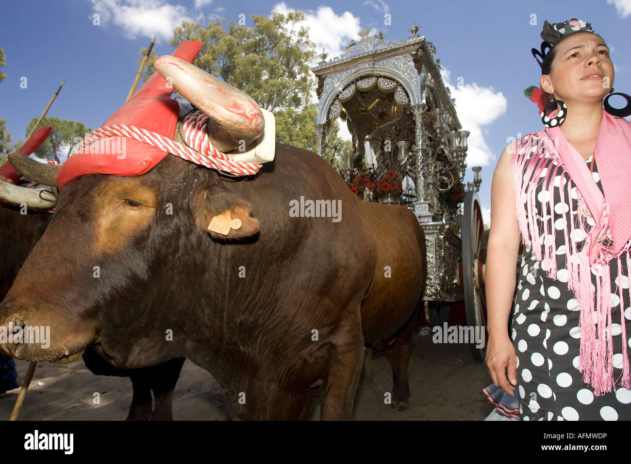 Giovane donna in abito tradizionale accanto simpecado e buoi Foto Stock