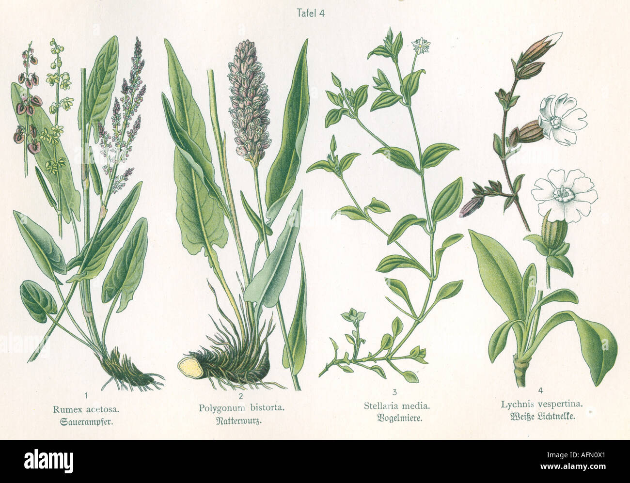 Botanica, quattro illustrazioni, Sorrel comune (Rumex acetosa), Bistrort (Polygonum bistorta), Chickweed (Stellaria media), Lychnis bianco-fiorito (Lychnis vespertina), originale, storico, storico, 20th secolo, 1910s, Foto Stock