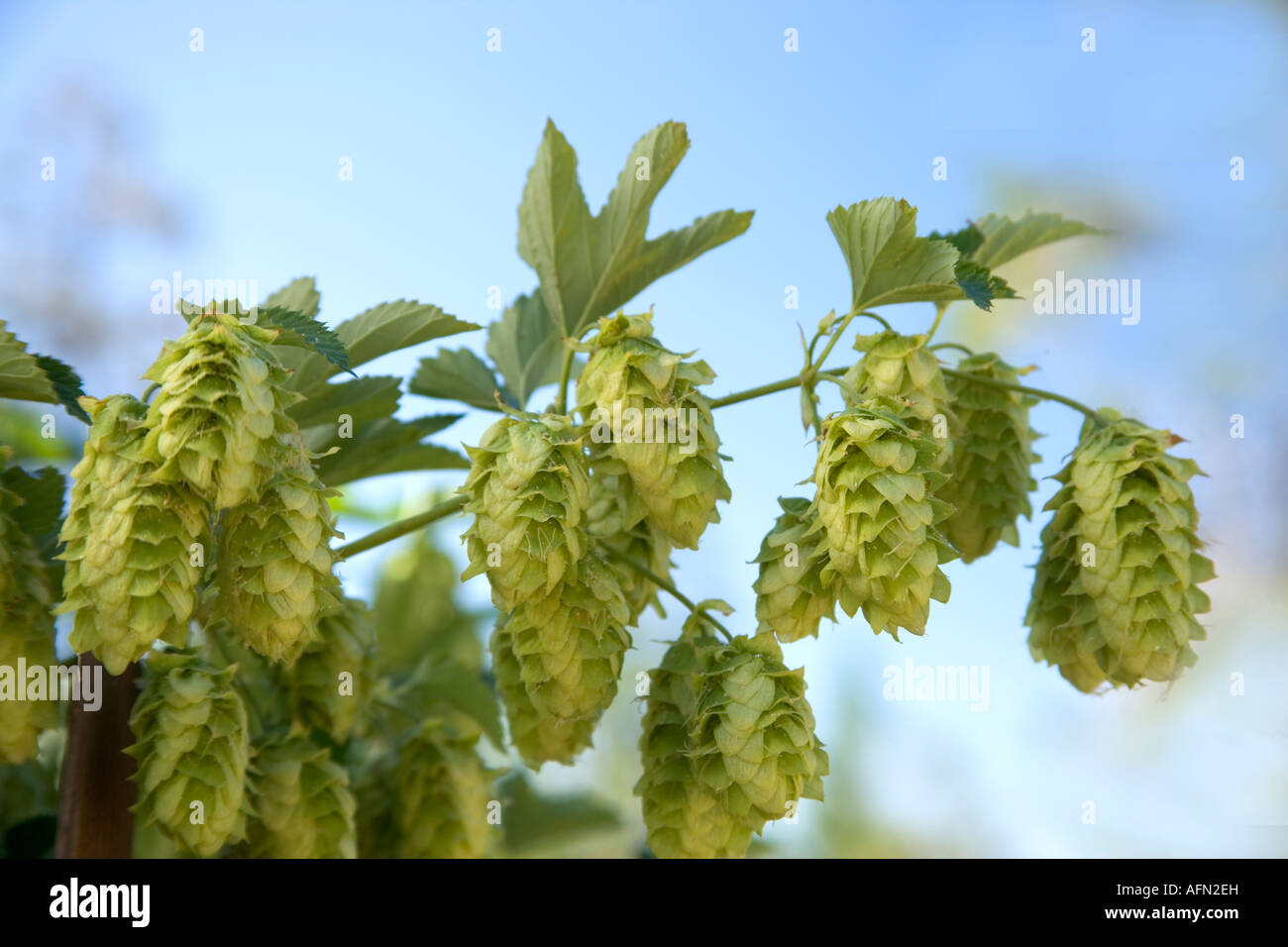 Coni di luppolo sul vitigno. Foto Stock Coni di luppolo sul vitigno. Foto Stock