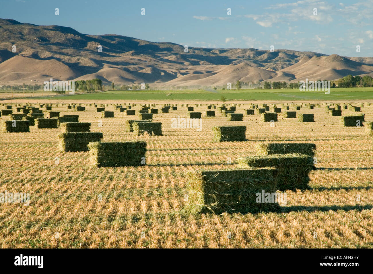 Balle di raccolti di erba e fieno Nevada Foto Stock