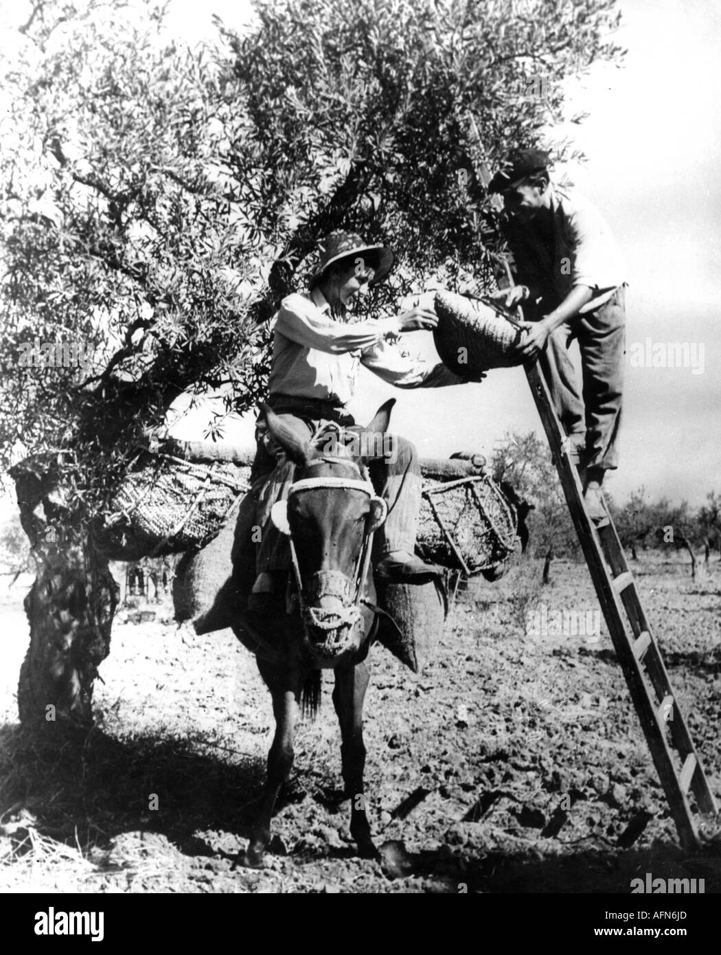 Agricoltura, raccolto, olive, raccolta di olive vicino Siviglia, Andalusia, 1950s, Spagna, 50s, agricoltori, Europa, 20th secolo, , Foto Stock