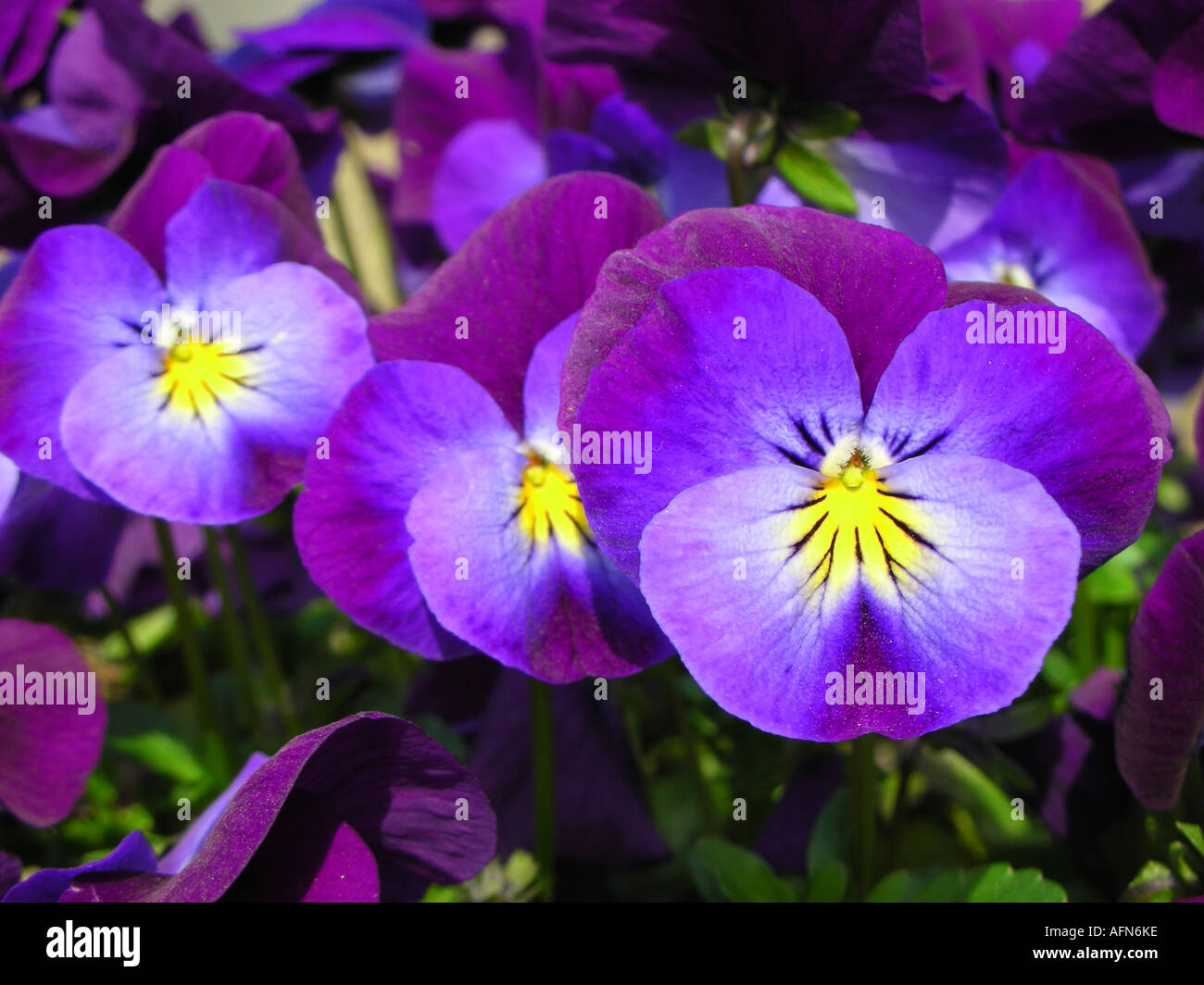 Close up pansies viola Foto Stock