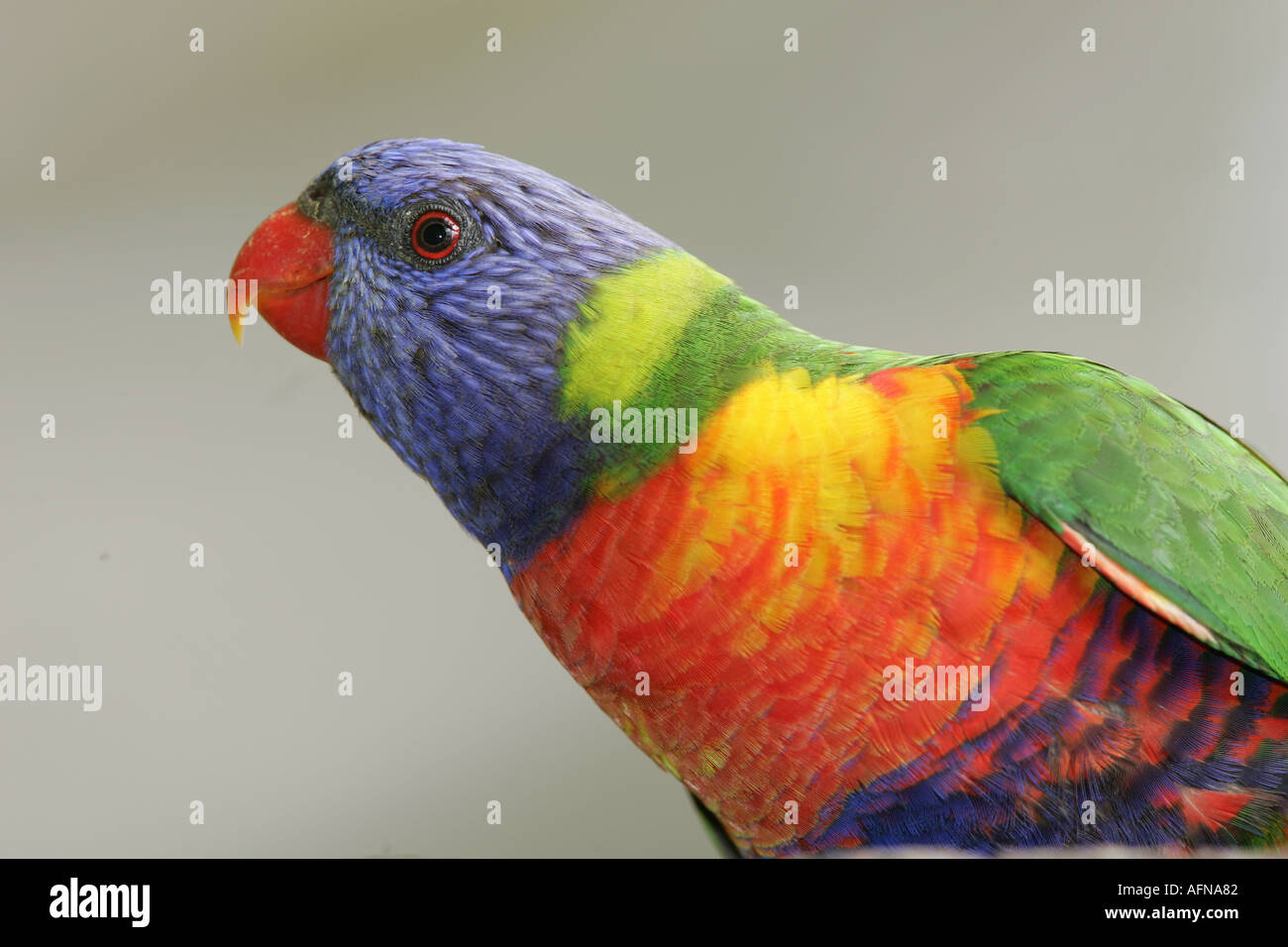 Rainbow lorikeet Foto Stock