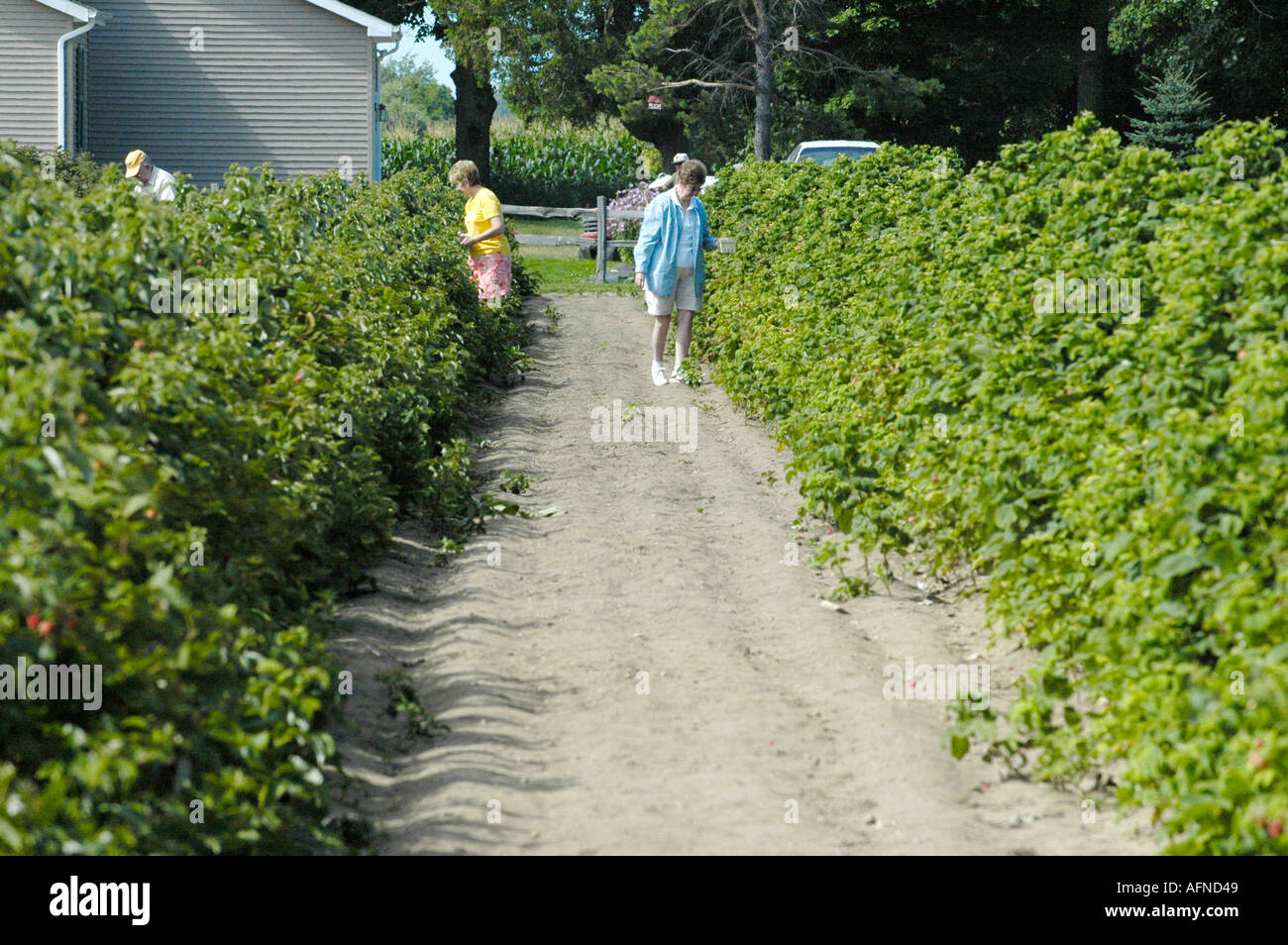 Femmine pick lamponi nero ad una u pick berry farm Foto Stock