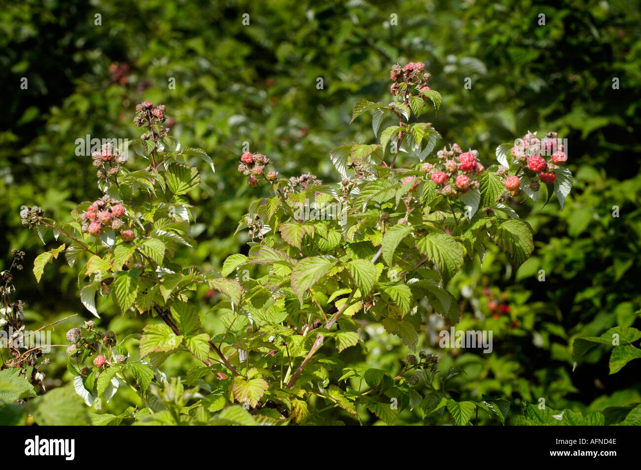 Femmine pick lamponi nero ad una u pick berry farm Foto Stock