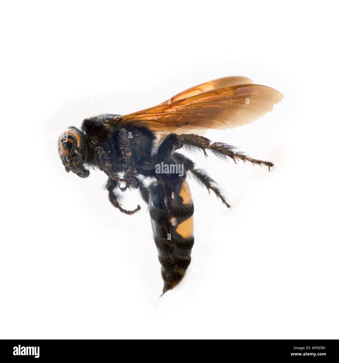 Wasp- Dolichovespula arenaria Foto Stock