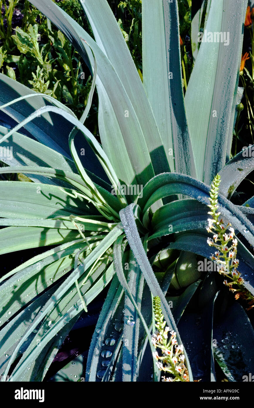 KNIPHOFIA CAULESCENS 'Oxford Blue' Foto Stock