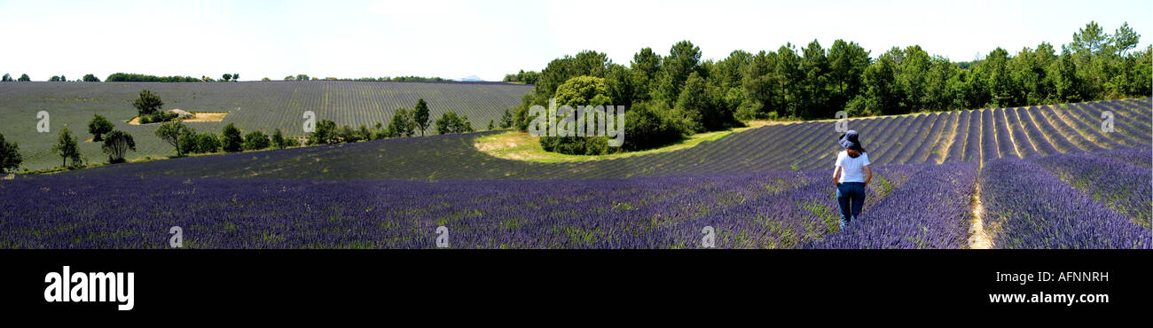 La donna in un campo di lavanda, Provenza, Francia meridionale, panoramica Foto Stock