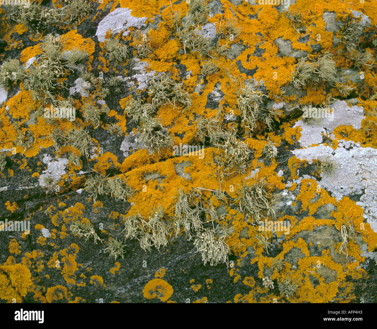 I licheni crescono su una roccia; mare avorio (Ramalina siliquosa) e Caloplaca thallincola. Foto Stock