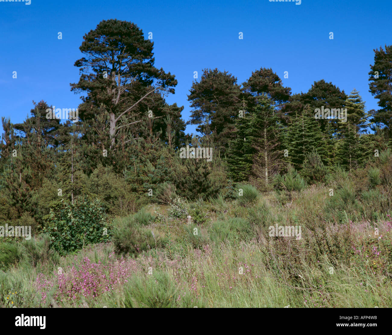 Coppia conifere, Newborough foresta, Anglesey, Galles del Nord, Regno Unito Foto Stock