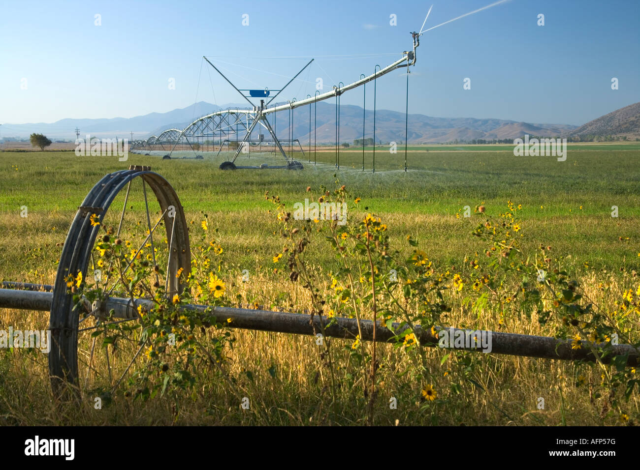 Centro di irrigazione a perno nel campo in erba, Nevada Foto Stock