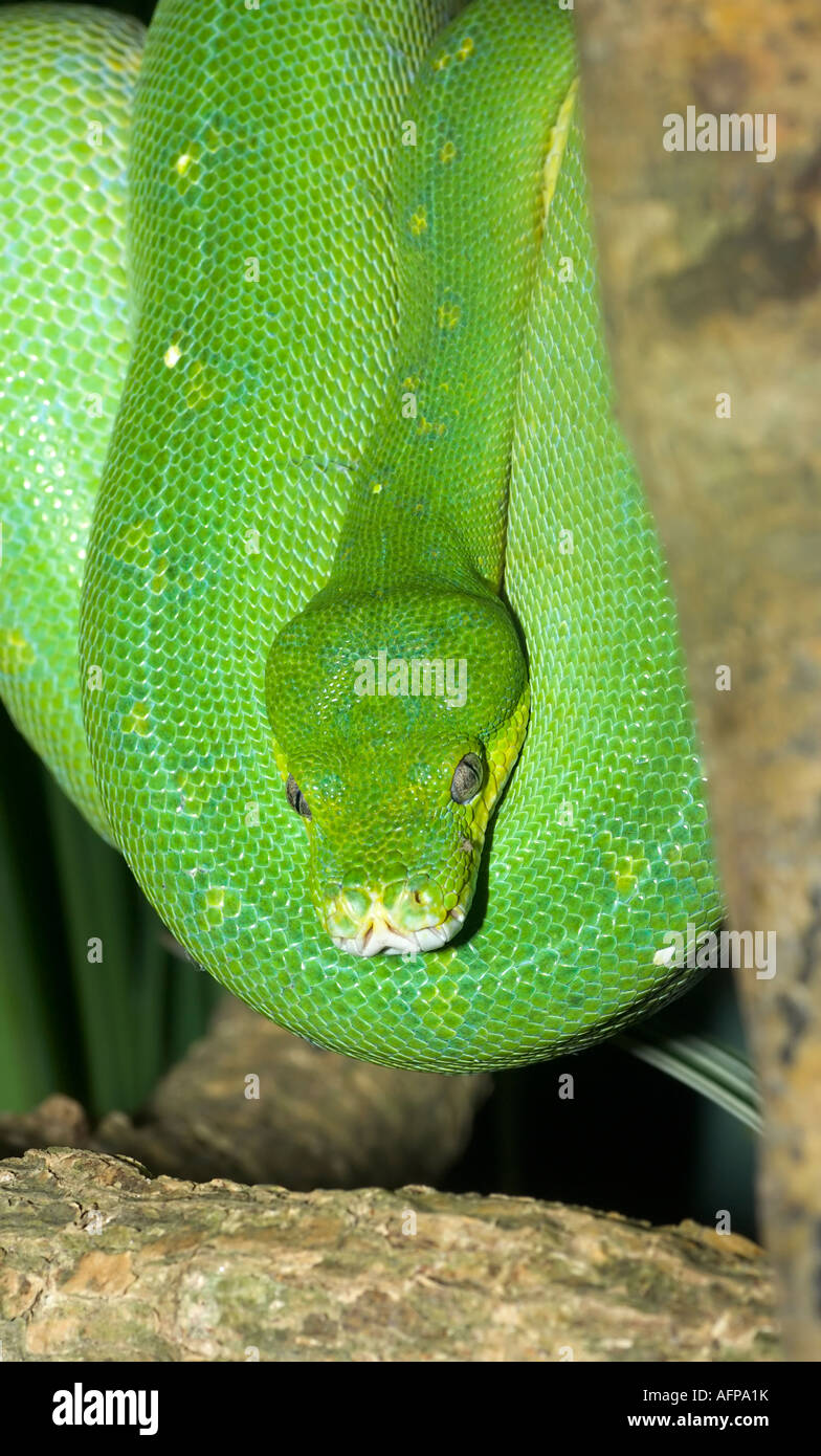 Green Tree Python, Queensland, Australia Foto Stock
