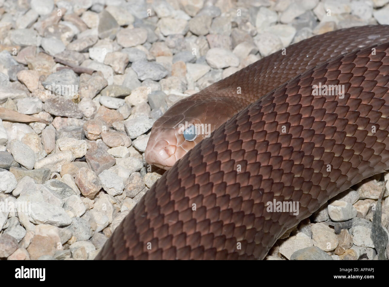 TAIPAN, Oxyuranus scutellatus, Queensland, Australia Foto Stock