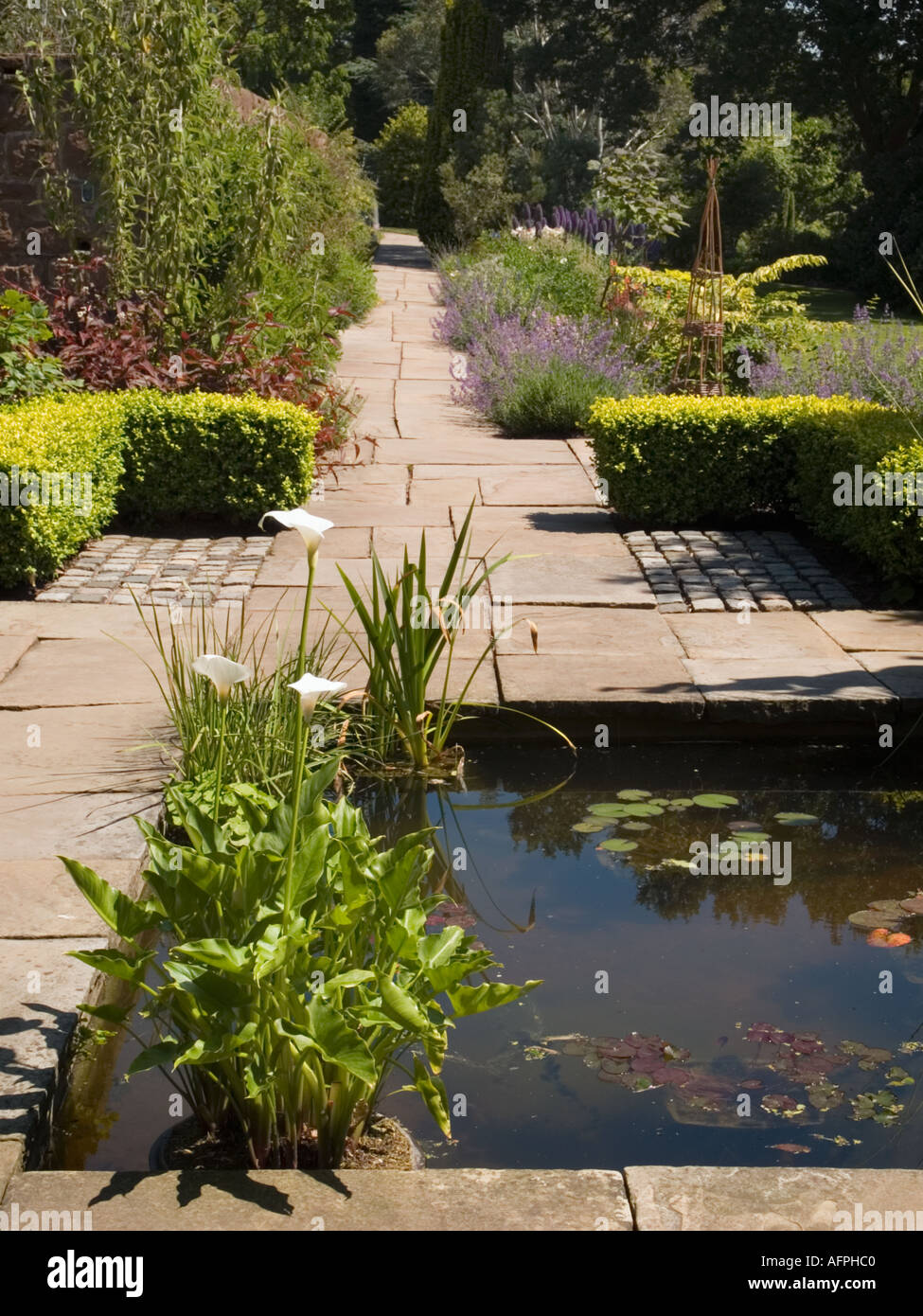 Giardini Botanici di Ness stagno e percorso con Calla Lily in Neston Cheshire England Regno Unito Gran Bretagna Foto Stock