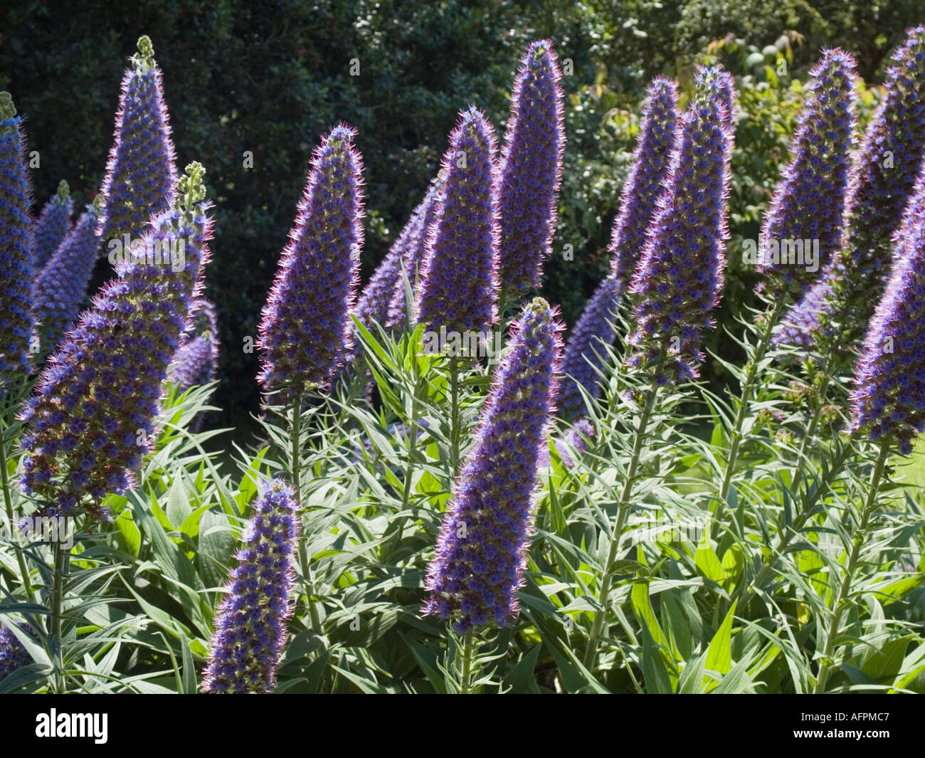 'L'orgoglio di Madera " echium candicans fiori retroilluminato. Regno Unito Foto Stock