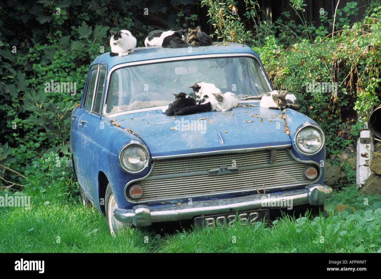 Gatti sdraiati su Old Austin auto in Nicosia noto anche come Lefkosia Cipro Foto Stock