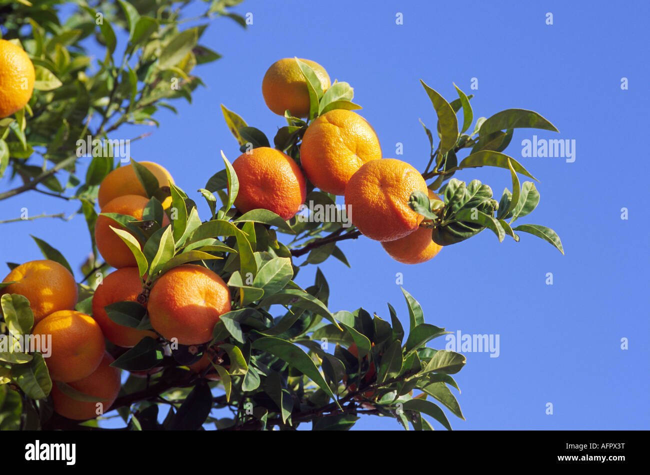 Arance mature sul ramo osservata contro un cielo blu chiaro Foto Stock